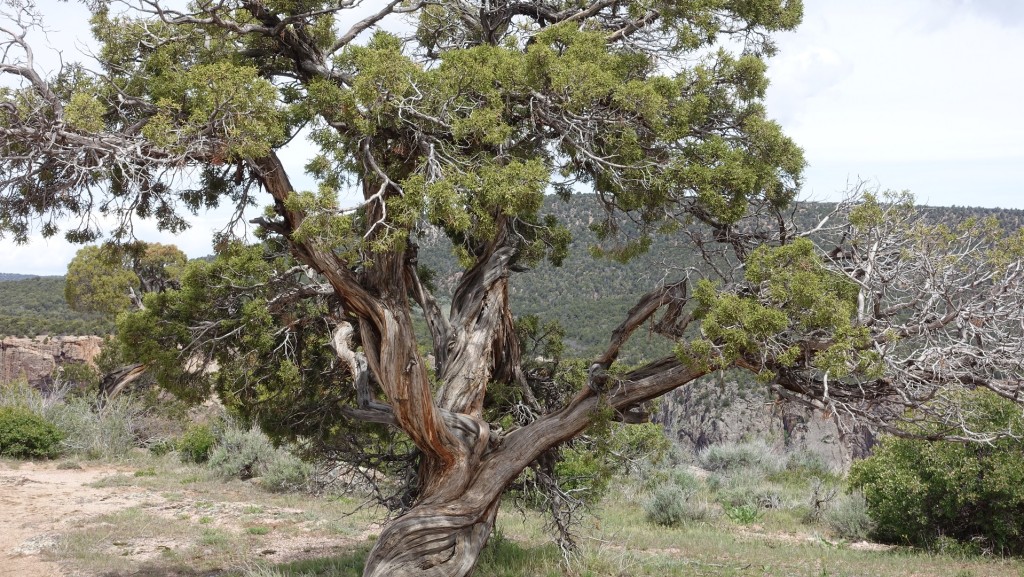 The Juniper is an amazing tree, this one is about 800 years old. The twisted, gnarly bark and shape put a visible edge to the life this beast has seen