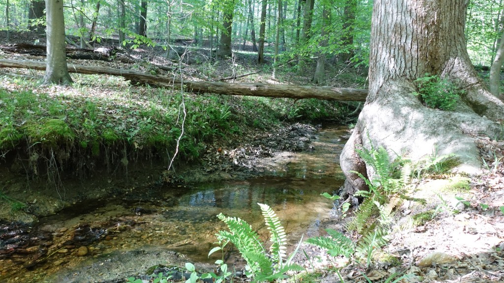 Creek by the Hammock