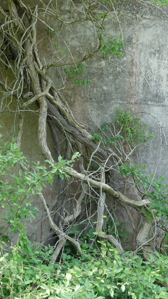 tower-vine-1b