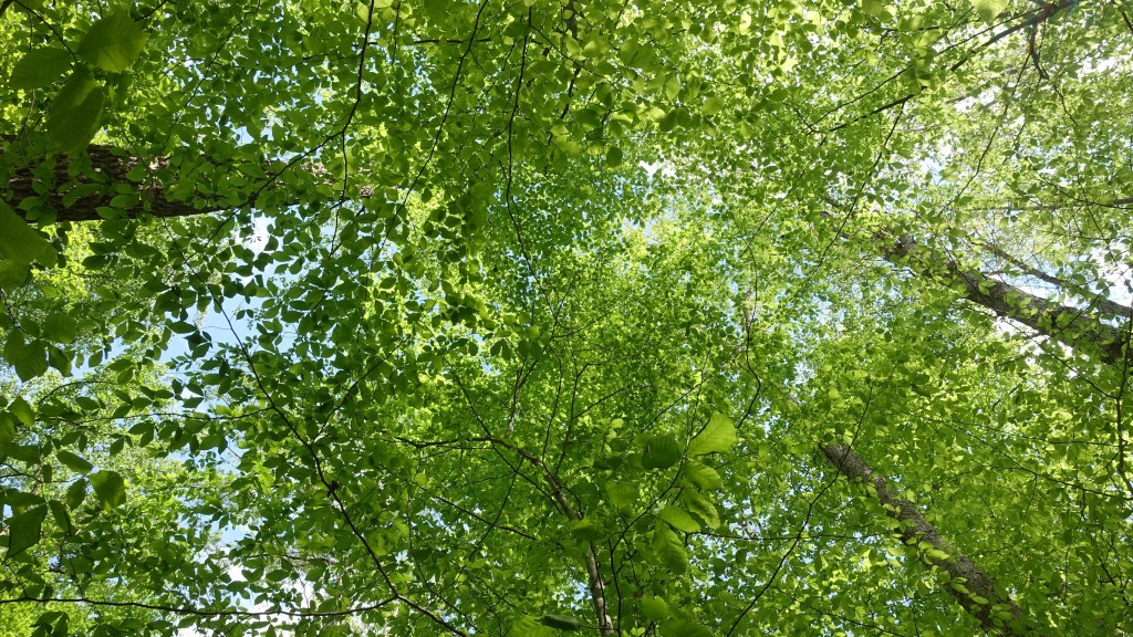 I love the view of various trees while laying in my hammock. Especially when there are distinct layers of leaves and braches intersecting.