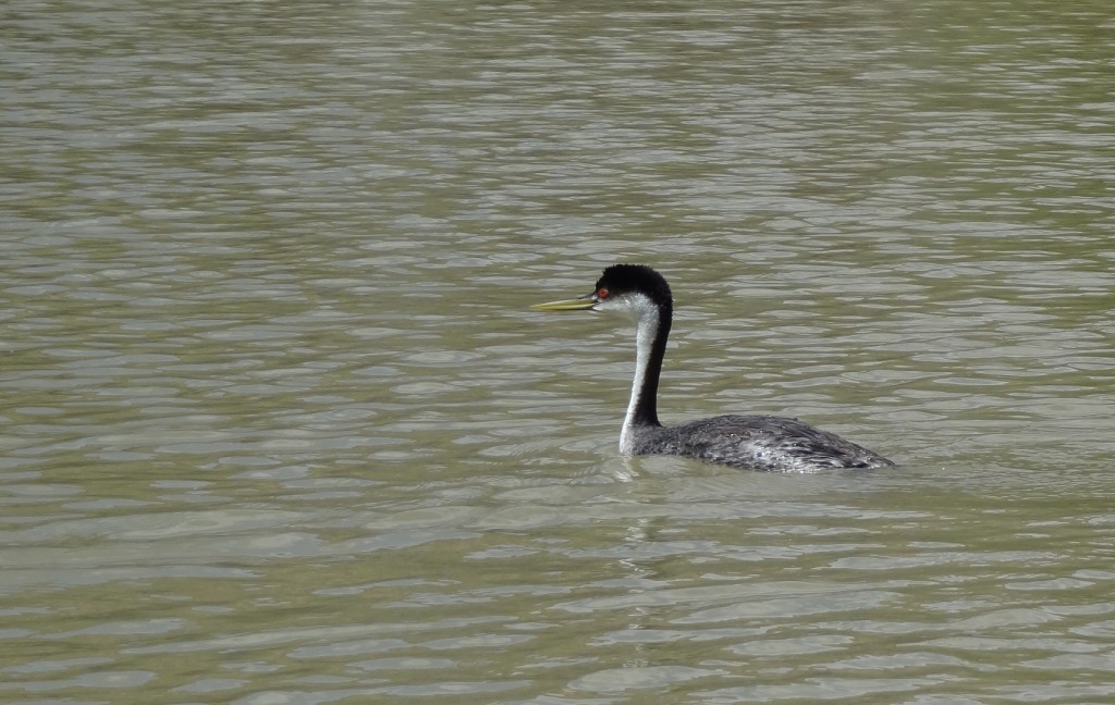 DSC05465 - birdb